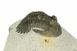 Bargain, Hollardops Trilobite - Visible Eye Facets #186637-1